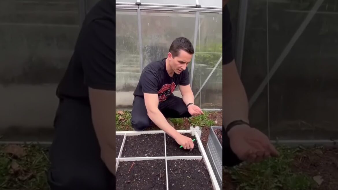 Swiss Chard Planting Demo #vegetablegardening #gardeningtips