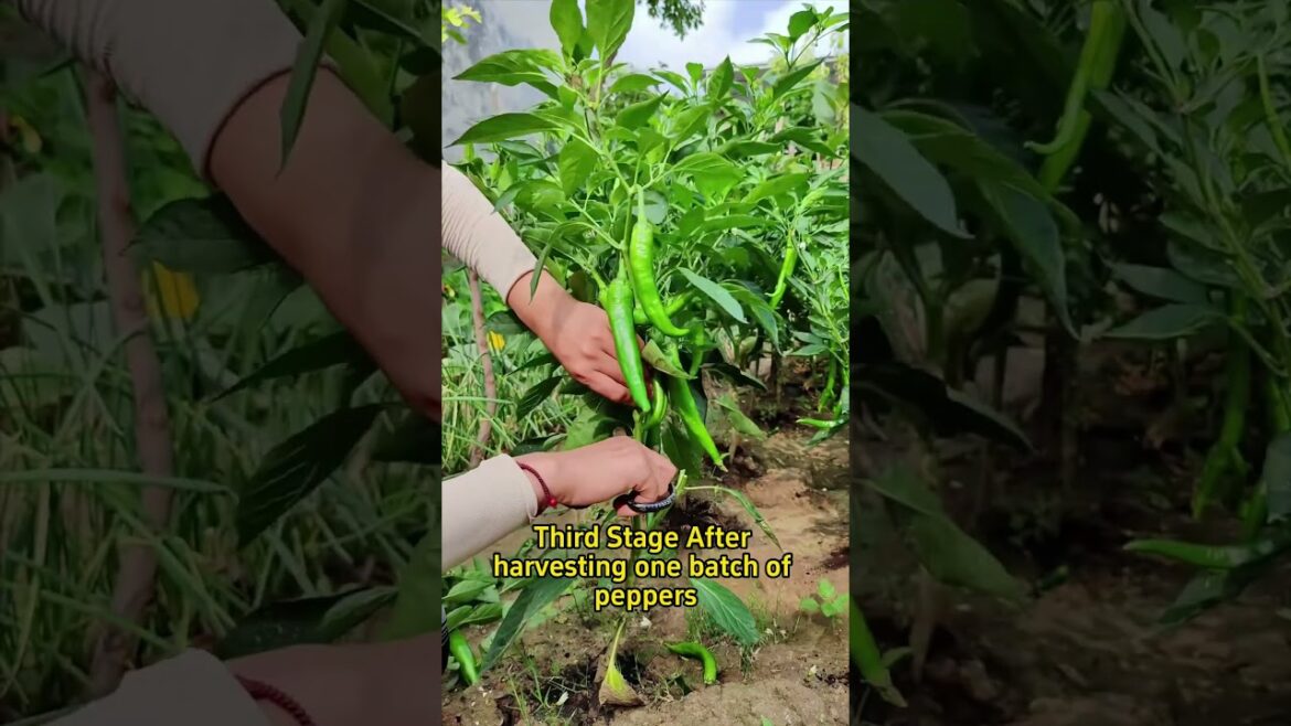 Peppers require pruning at three stages #garden #plants #gardentips #