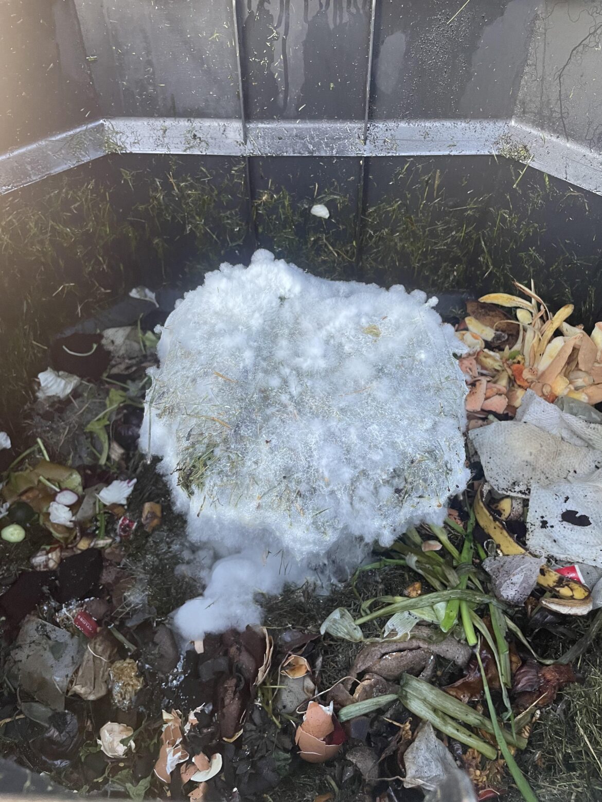 Fuzzy white mold pile