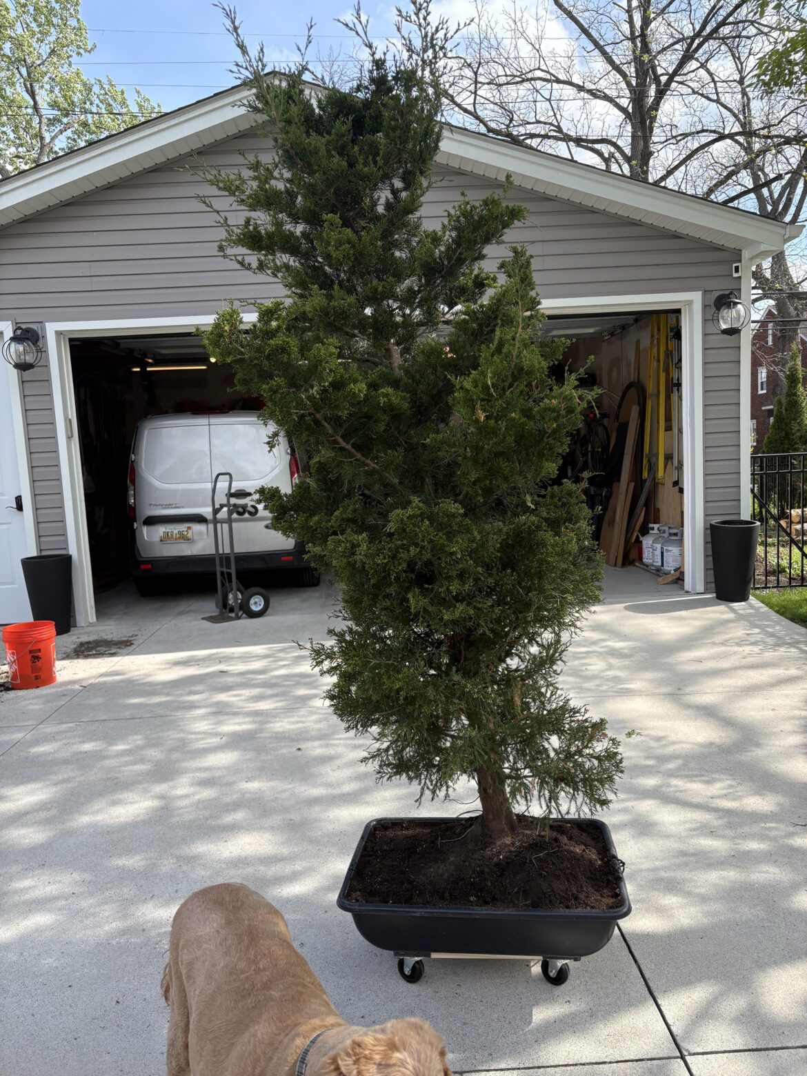Eastern Red Cedar