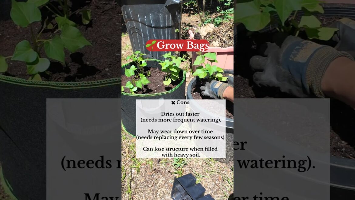 π± Grow Bag vs. Container #containergardening #gardeningtips #gardenhacks π± Grow Bag vs. Container #containergardening #gardeningtips #gardenhacks