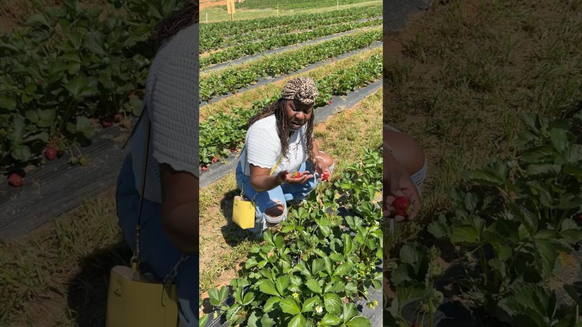 Plans changed…but we made it work #reallife #momvlog #strawberrypicking #springactivities #springfun