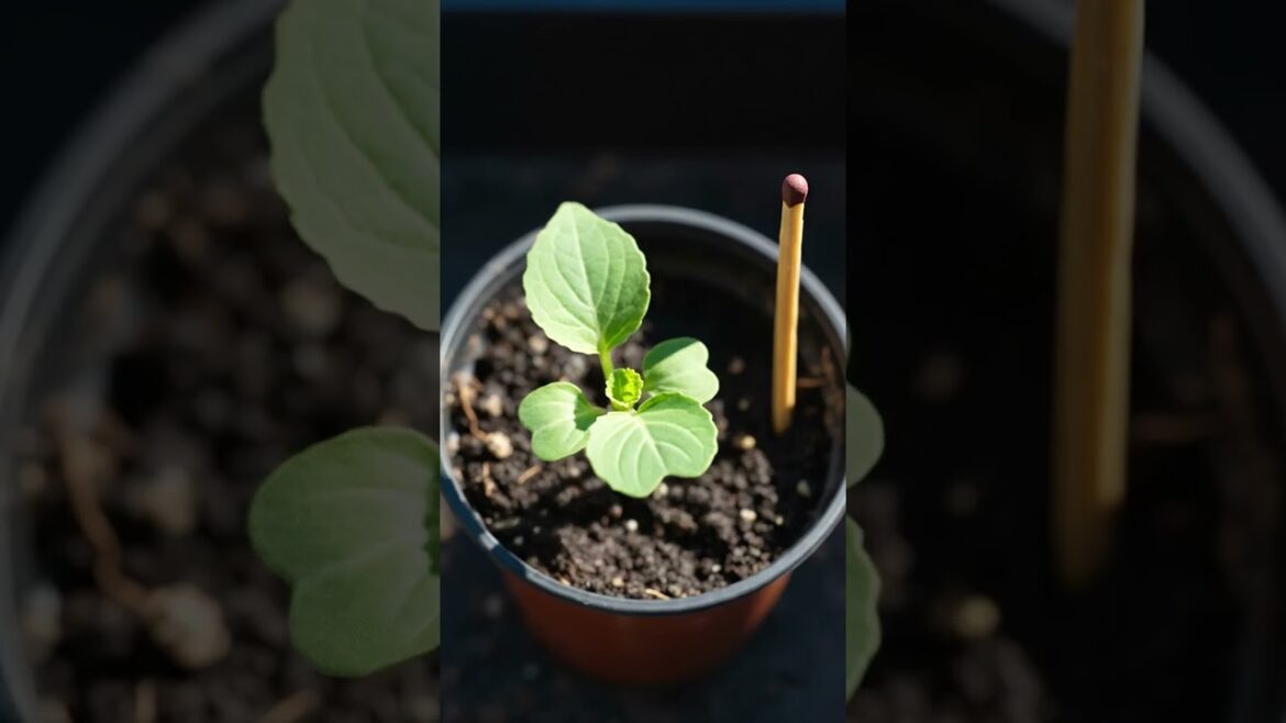 Cabbage Seedlings Dying? Here is the SOLUTION! | Gardener's Tips