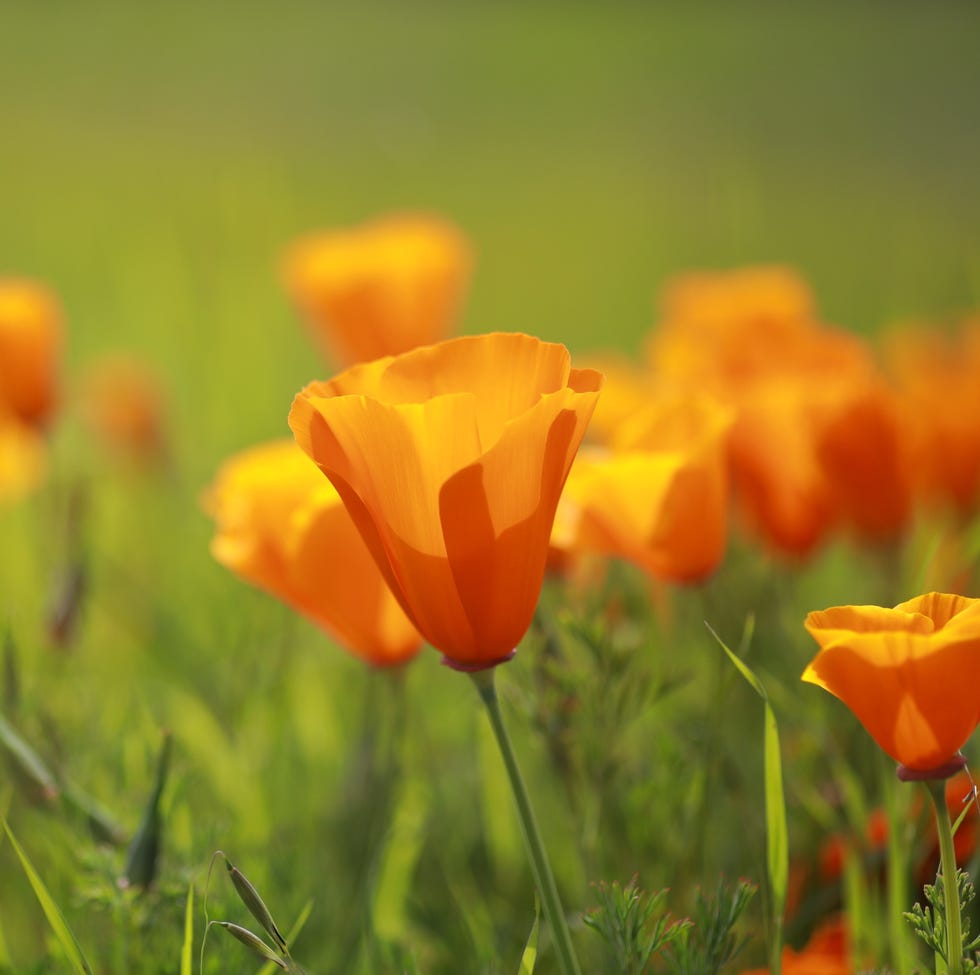 Field of blooming orange flowers field of blooming orange flowers