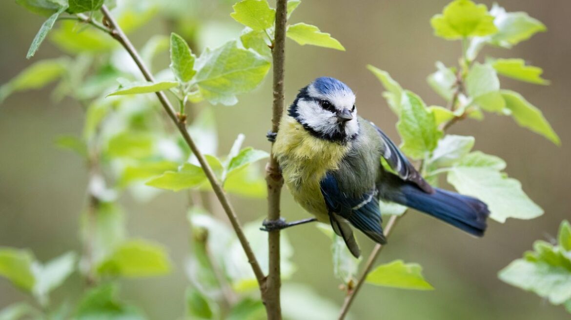 Blue tits flocked to my garden after I added 1 simple addition to my patio Daily Mirror