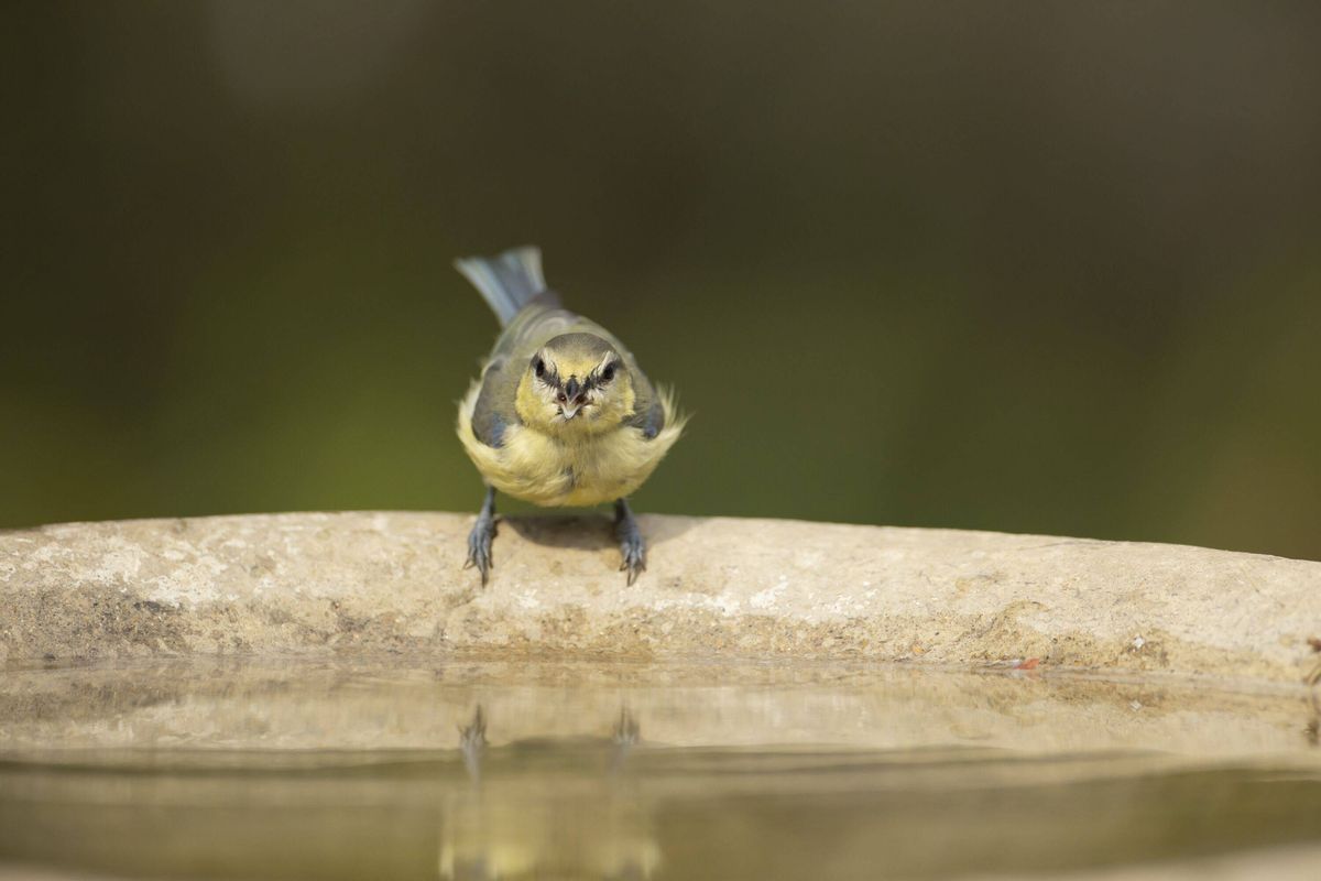 Blue tit drinking