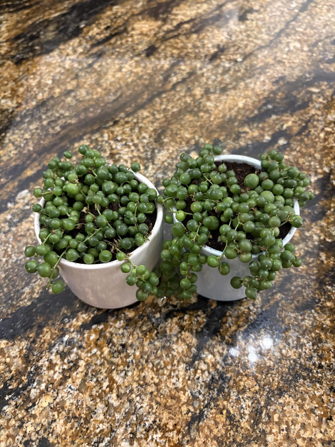 New pots, who dis?