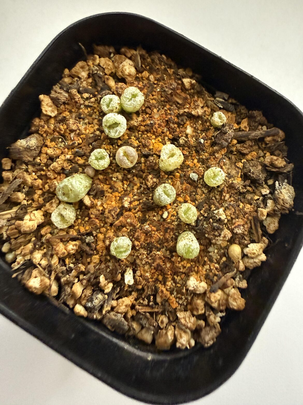 Baby lithops first split