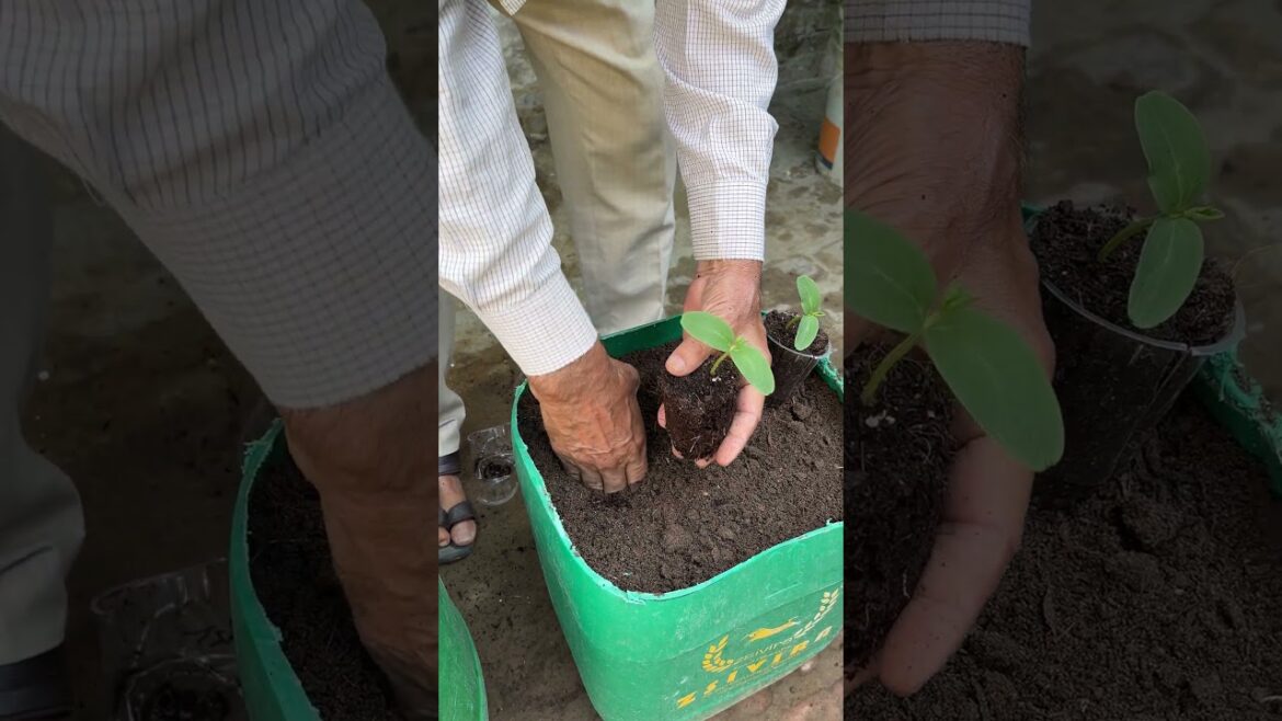 No Garden Needed, Grow Vegetables Plants In Containers #gardening #shorts