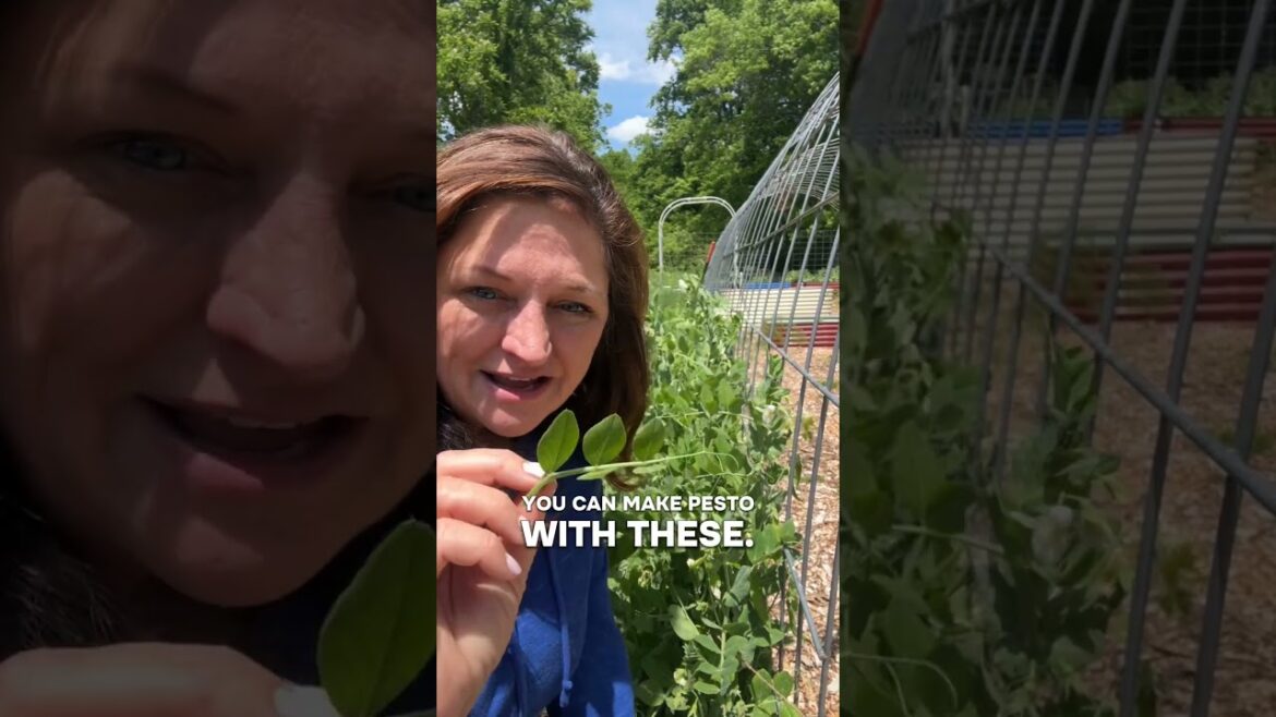 🌱Enjoying Fresh Spring Peas in the Garden | Edible Leaves, Flowers & Pods  #shorts #growyourownfood