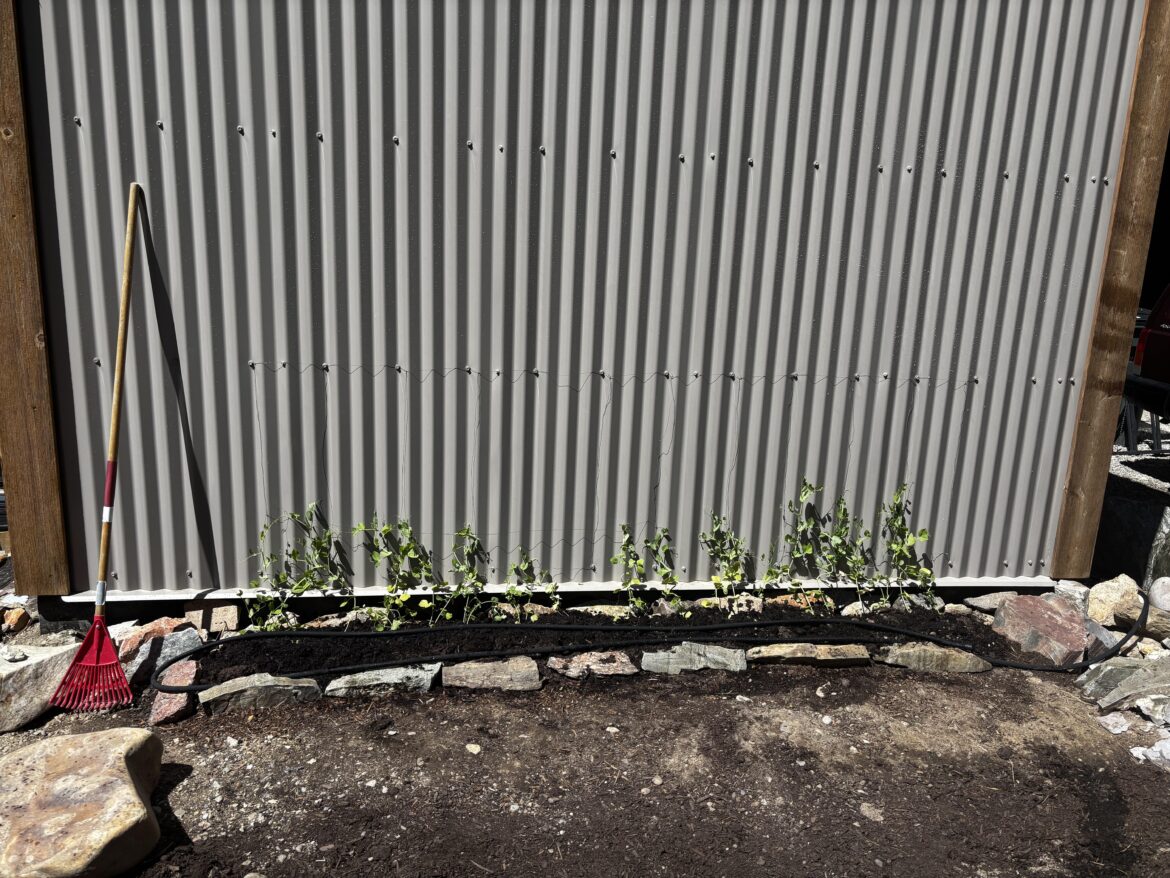 What do my snap peas need to thrive?