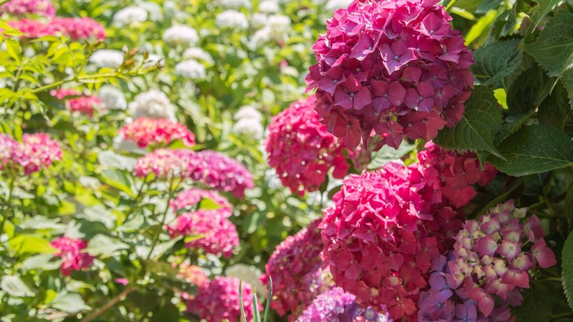 Hydrangeas will ‘thrive’ in summer if gardeners do 3 easy gardening jobs now Liverpool Echo