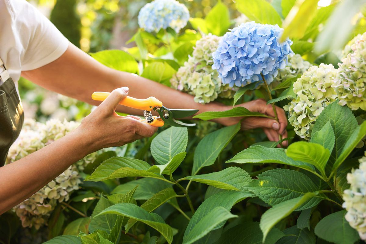 Senior woman pruning hydrangea flowers with secateurs in garden, closeup