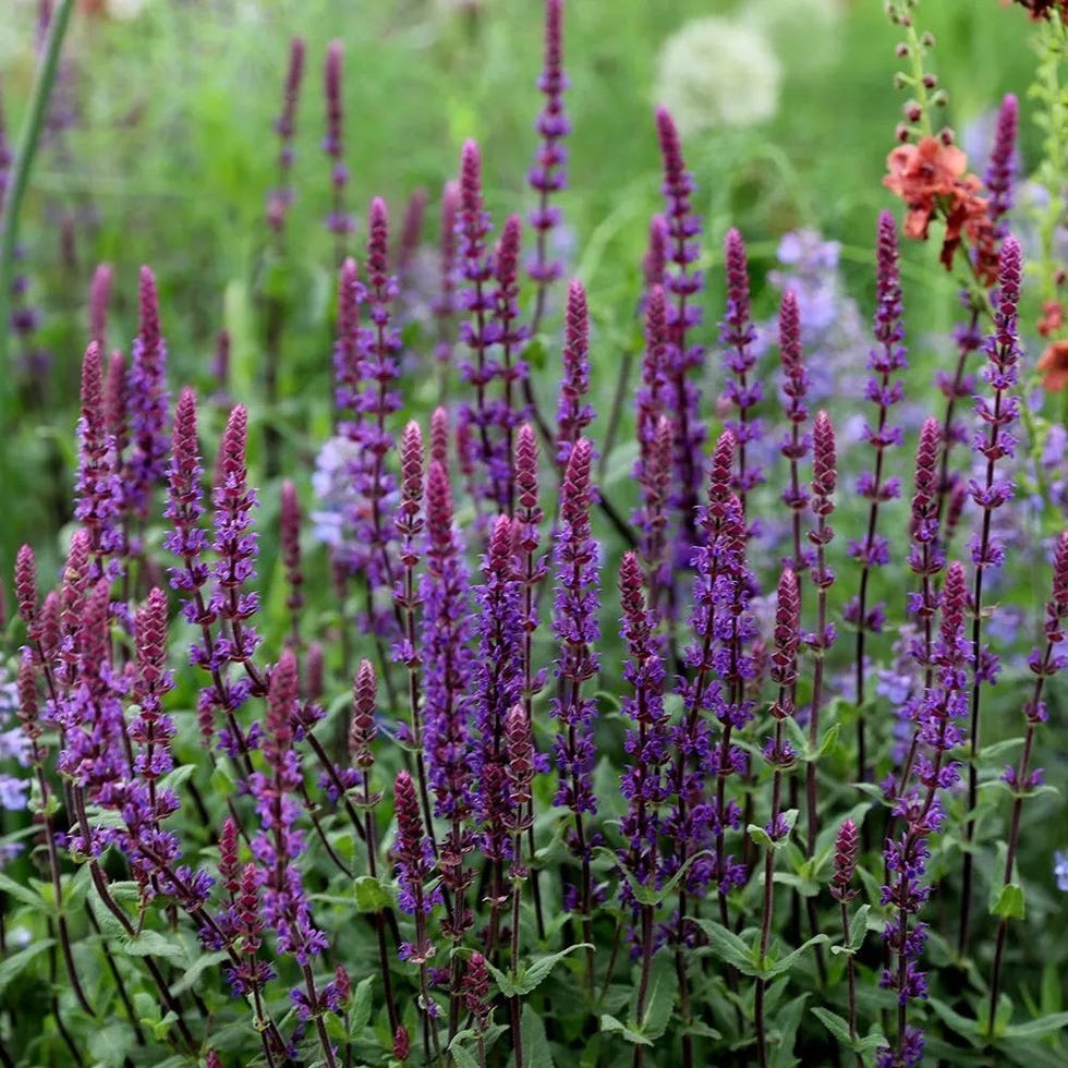 Salvia nemorosa Salvia nemorosa