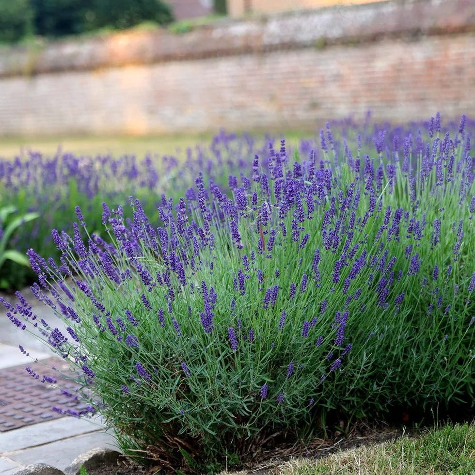 Lavandula angustifolia Lavandula angustifolia