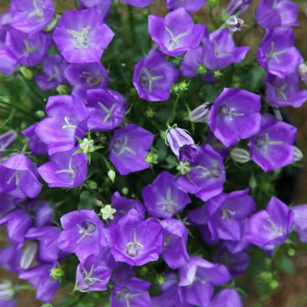 Campanula carpatica Campanula carpatica