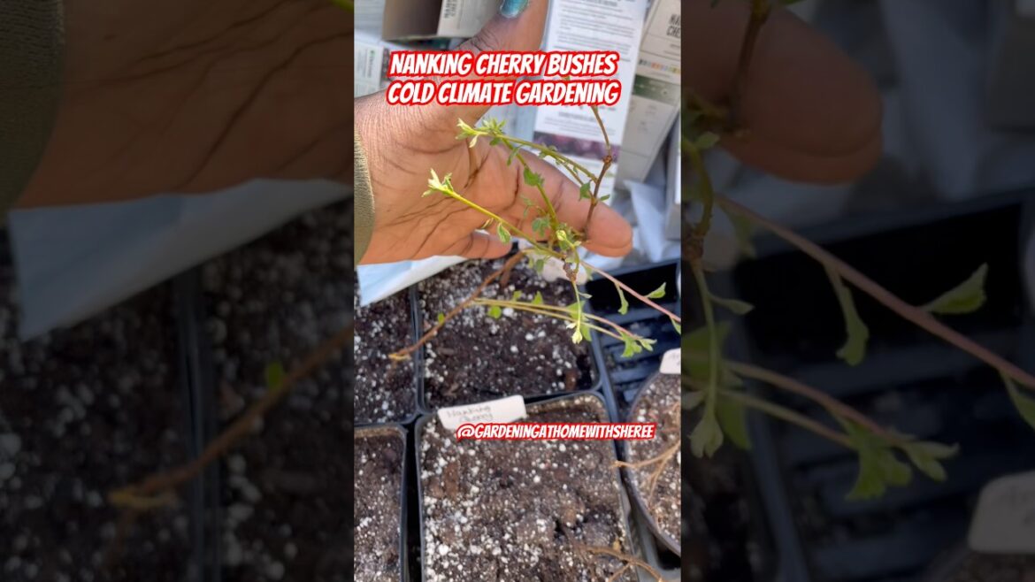 Extreme Cold Hardy Fruit Trees - Nanking Cherry - Minnesota Zone 4 Edible Landscaping