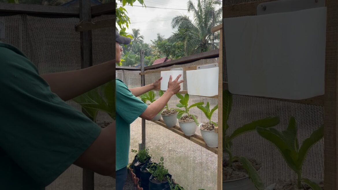 Turn Used Jugs into Beautiful Vegetable Planters #gardening