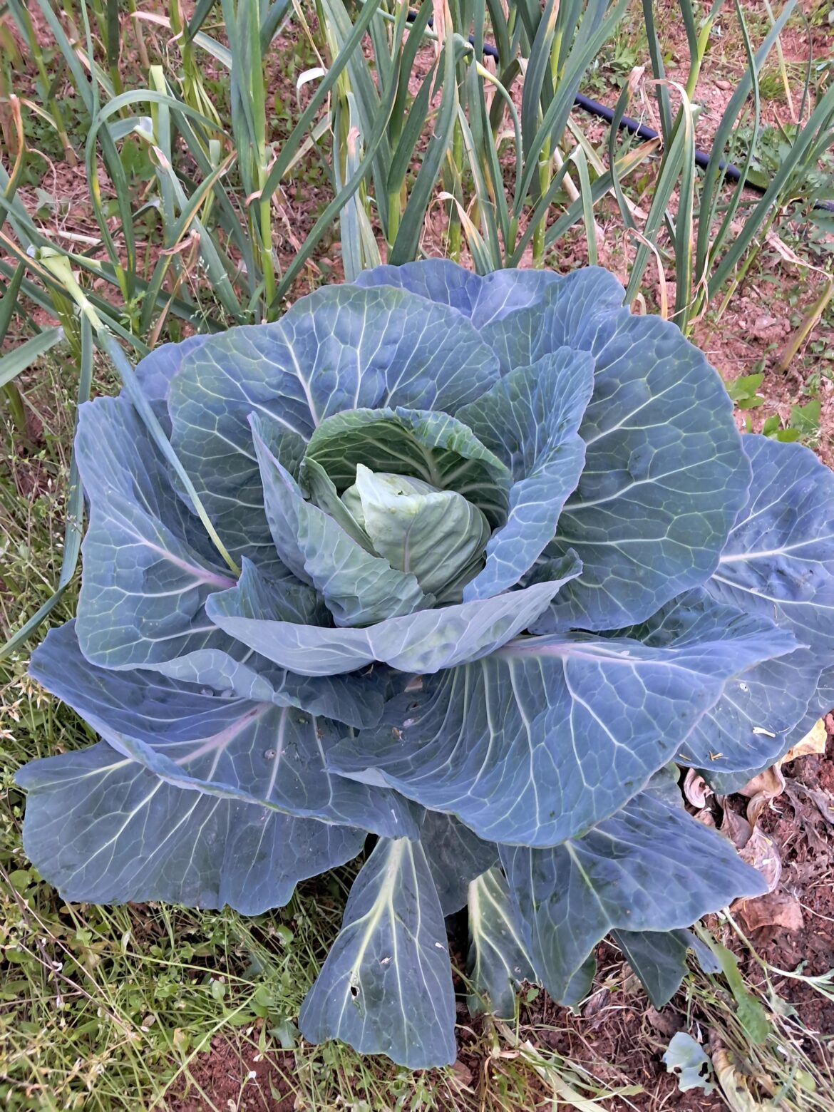 Look at this beauty! My homegrown cabbage is coming along nicely. 🥬