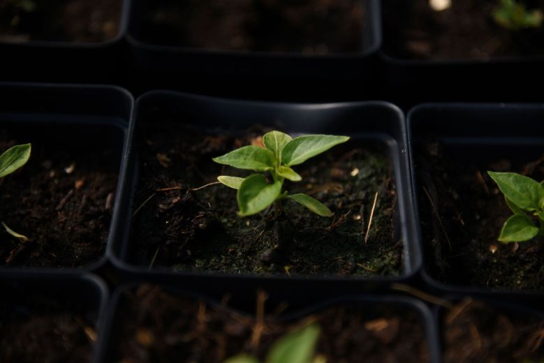 5 seedling sales in Midcoast Maine to help start your garden 5 seedling sales in Midcoast Maine to help start your garden