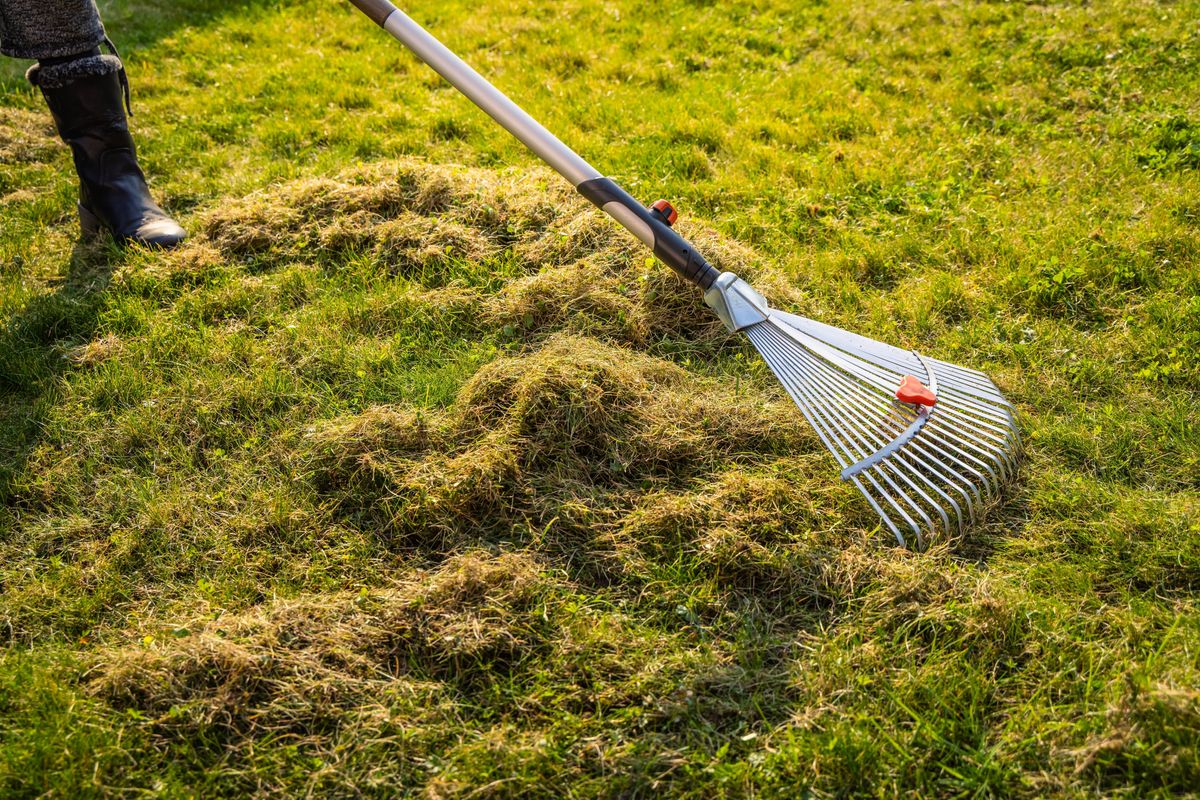 Scarifying lawn