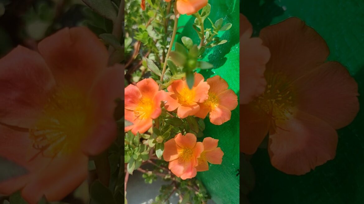 purslane #flowers #shortsfeed #shortsvideo #nature #gardening #garden #terracegarden #happy #ytshort