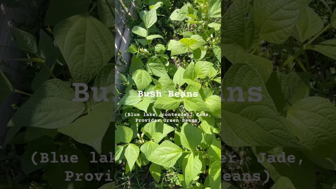 Plant Now In Your Vegetable Garden 🪴