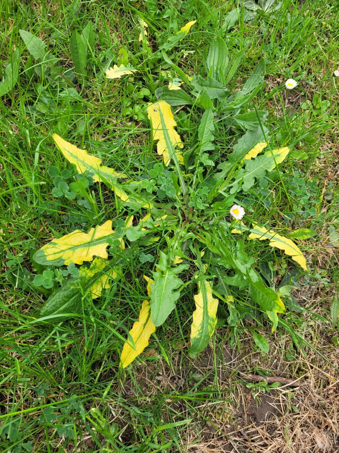 Is this a wild variegated dandelion?
