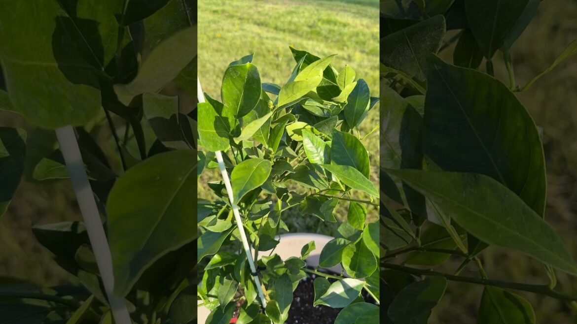 Planting Citrus Trees #garden #growyourownfood #harvest #gardening #backyardgarden #citrus
