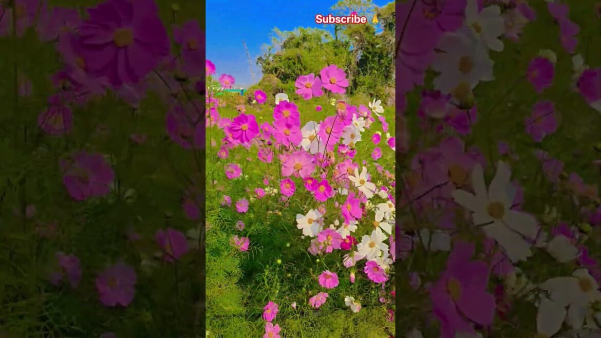 Teri chahate #garden #gardening #flowers #nursery #UpdateGardening #chadbagan Teri chahate #garden #gardening #flowers #nursery #UpdateGardening #chadbagan