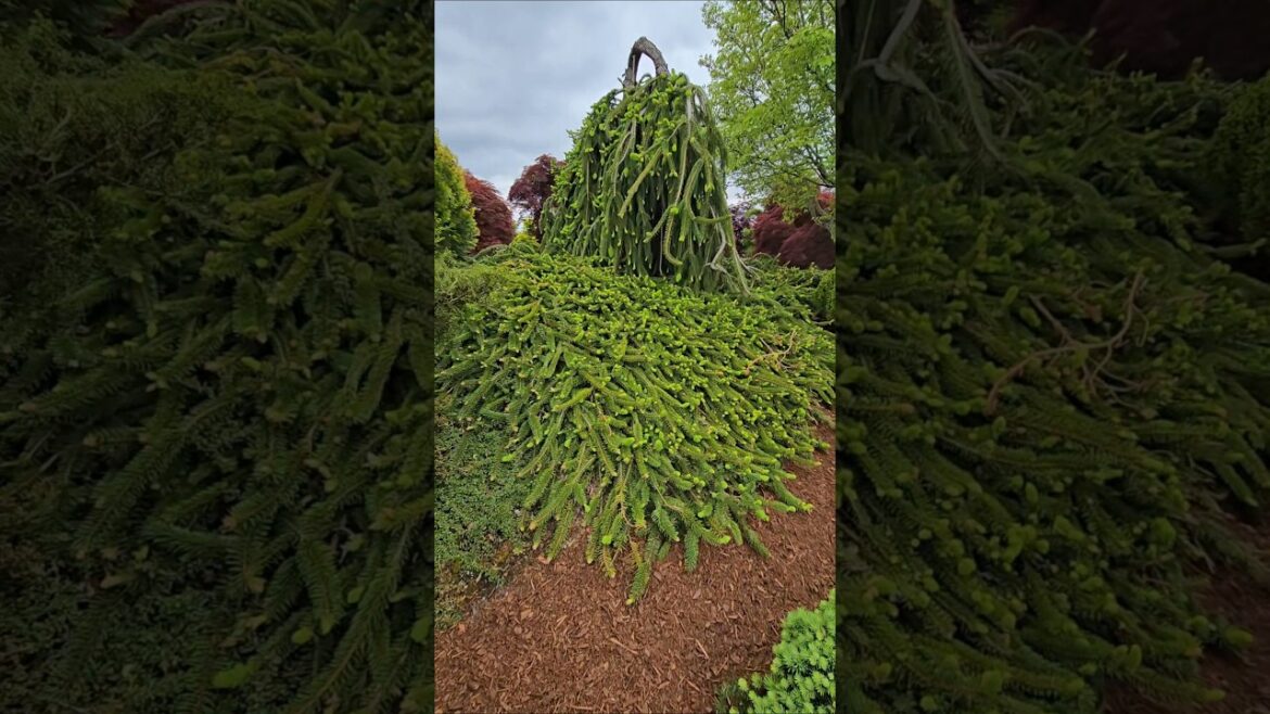 Cobra Norway Spruce #gardening #conifers #design #landscaping #gardendesign #spruce Cobra Norway Spruce #gardening #conifers #design #landscaping #gardendesign #spruce