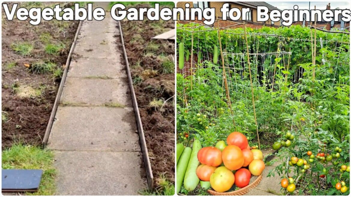 Vegetable Gardening for Beginners, Nursery Management & Transfarming useless space into Veg garden