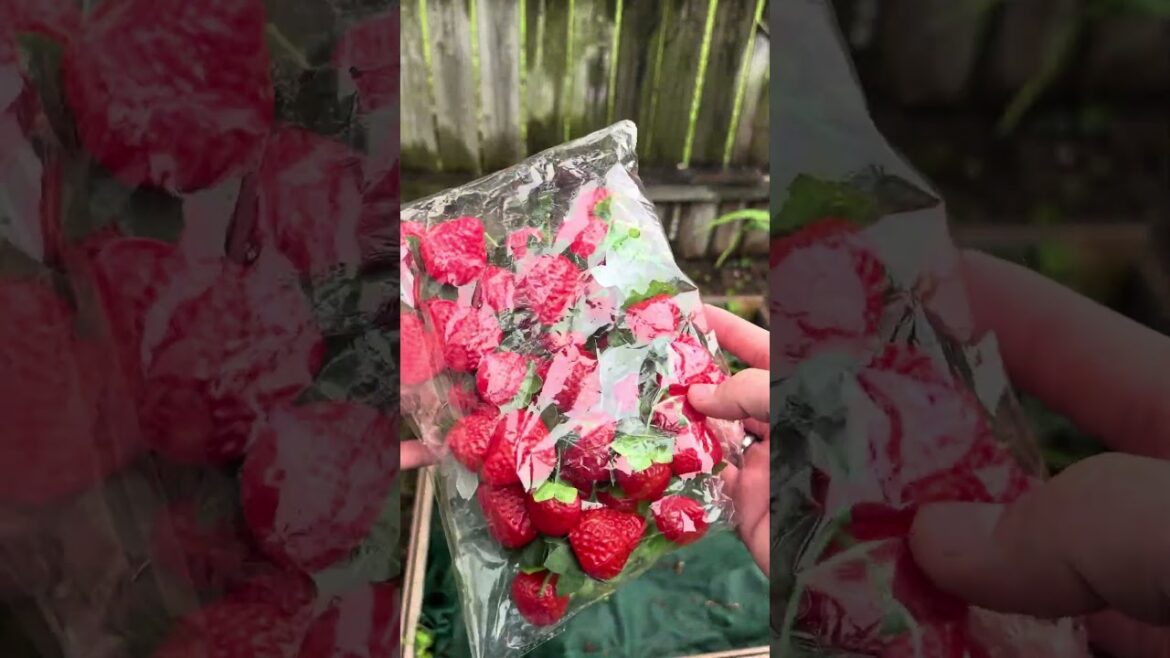 I Swear by this trick! #plants #plantssparkjoy #garden #gardeningtips #strawberry