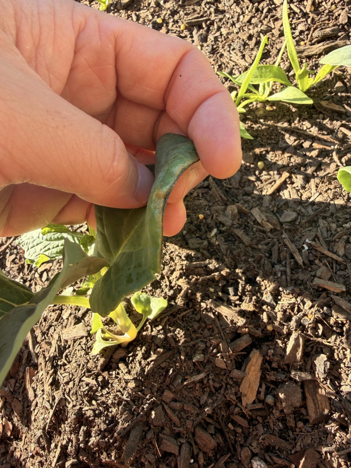 What might be causing the leaves on my broccoli to burn like this?
