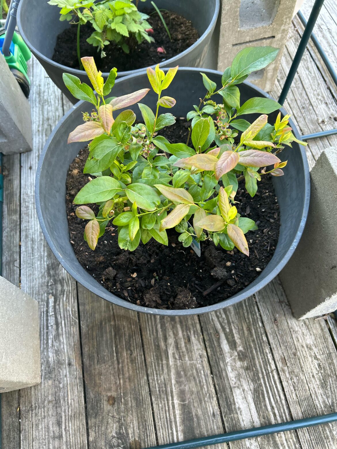 Blueberry bush