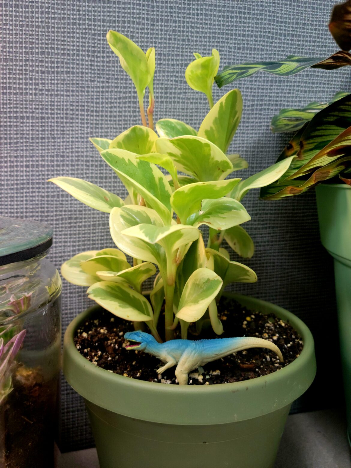 My dinosaur peperomia