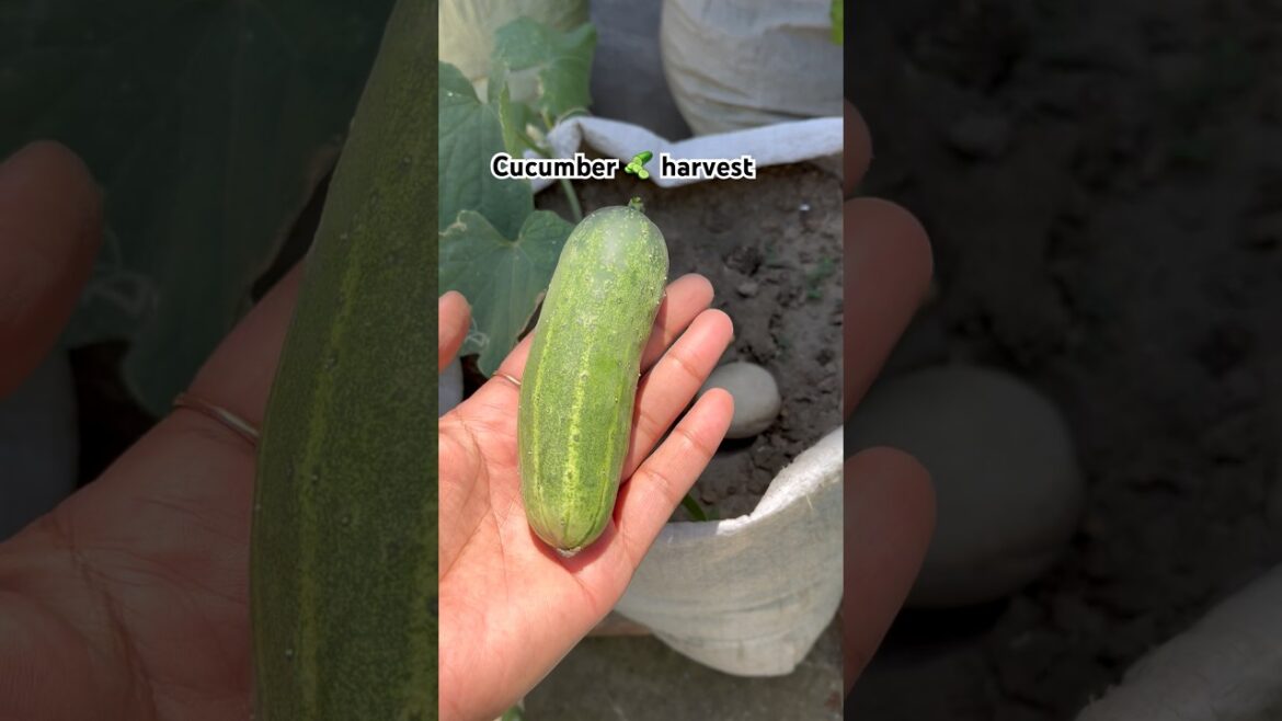 ਖੀਰੇ ਨੂੰ ਥੈਲੇ ਵਿੱਚ ਕਿਵੇ ਲਗਾਈਏ #cucumber #garden #harvest #vegetables #gardening #shorts #trending ਖੀਰੇ ਨੂੰ ਥੈਲੇ ਵਿੱਚ ਕਿਵੇ ਲਗਾਈਏ #cucumber #garden #harvest #vegetables #gardening #shorts #trending