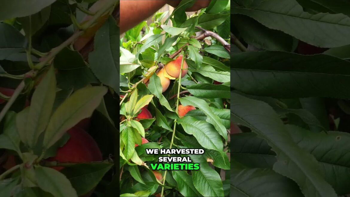 California Gardening: Peach Varieties on ONE Tiny Tree! 🍑🚀 Peach Varieties on ONE Tiny Tree! 🍑🚀