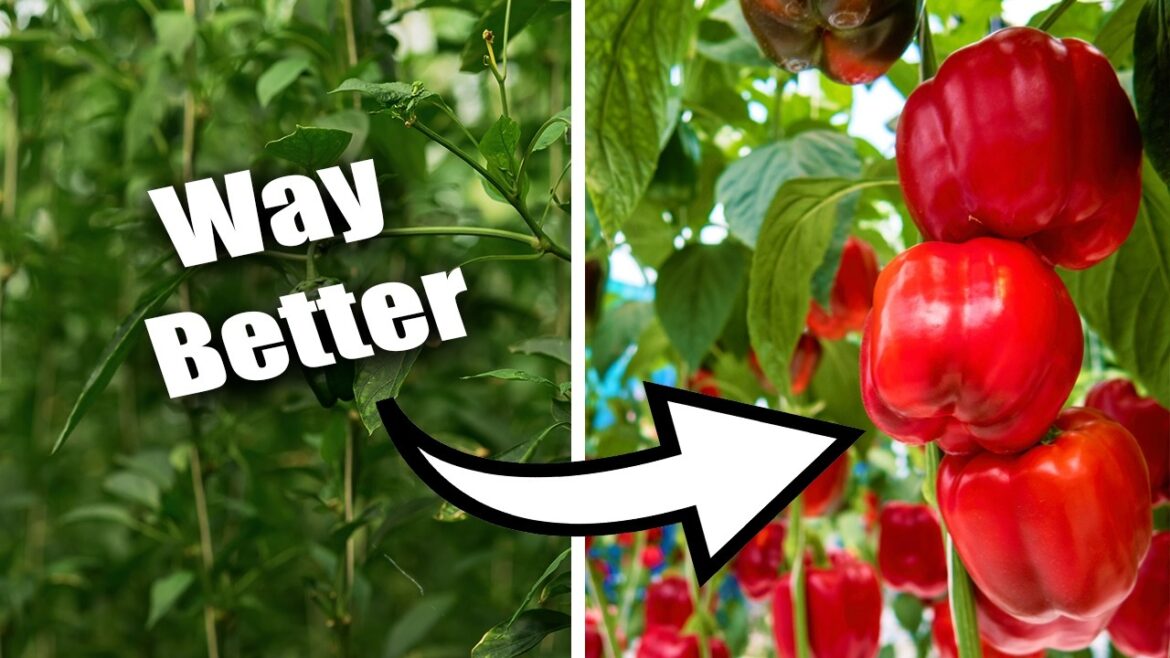 California Garden TV: Why Your Pepper Plants Aren’t Producing Why Your Pepper Plants Aren't Producing