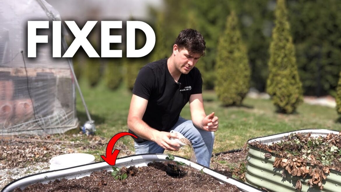 How I Amend Perennials Without Killing Them