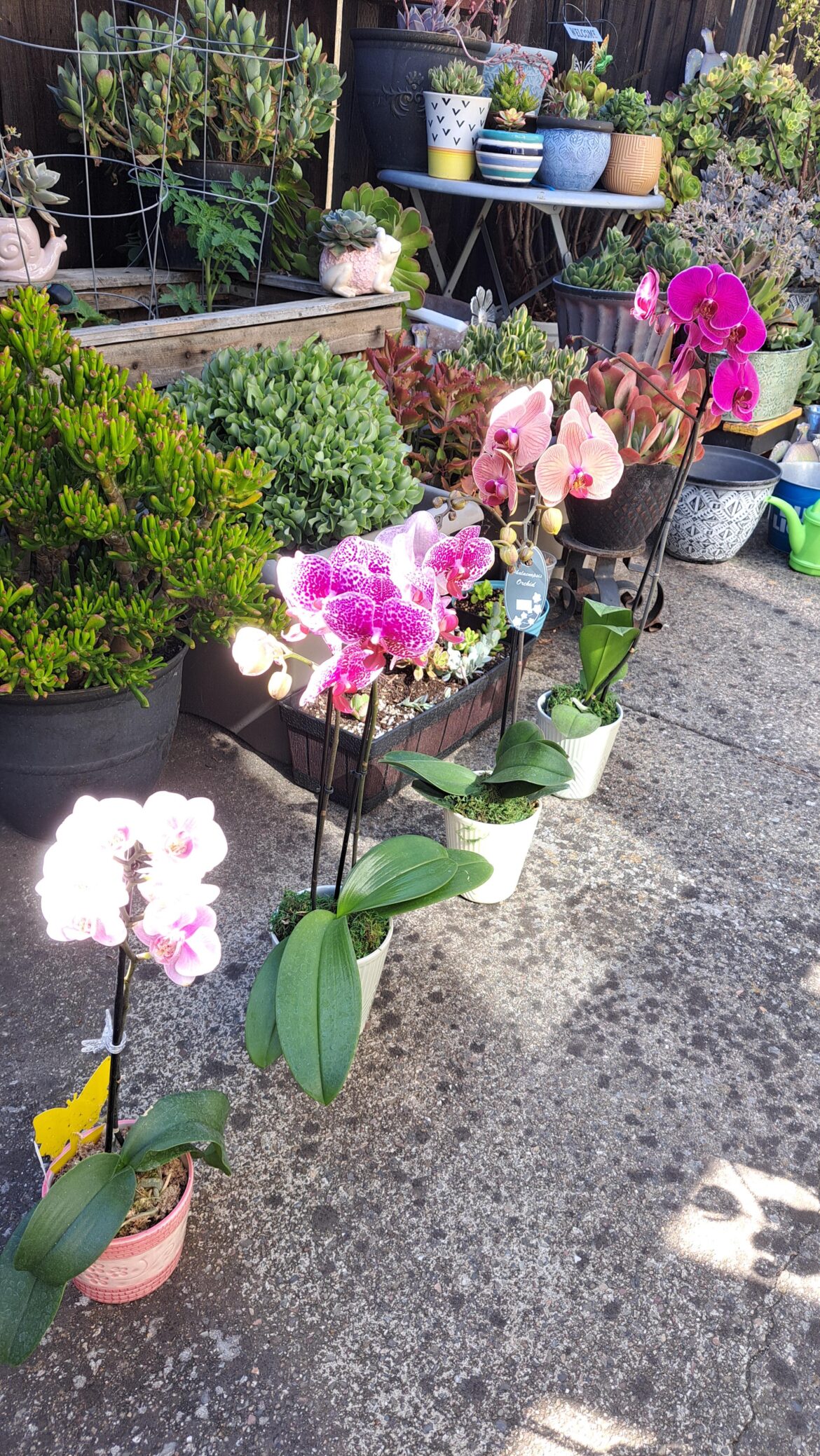 Lined Up for Repotting