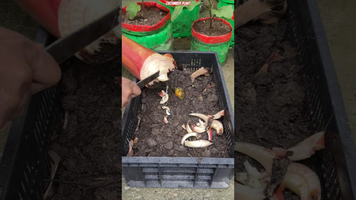 π² 10X Faster Cucumber Growth Trick π₯ | Plastic Crate Gardening Secret π₯ #shorts #cucumber #gardening π² 10X Faster Cucumber Growth Trick π₯ | Plastic Crate Gardening Secret π₯ #shorts #cucumber #gardening