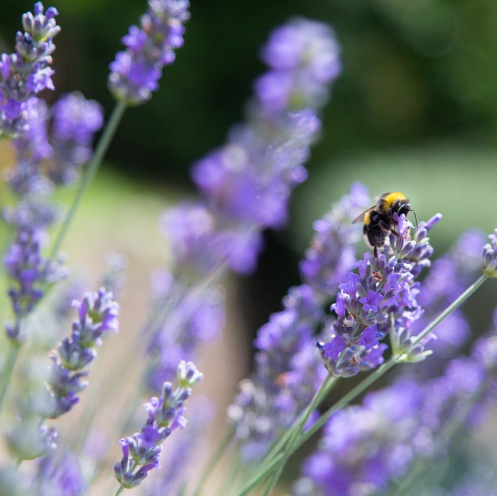 lavender flowers with a bee collecting nectar