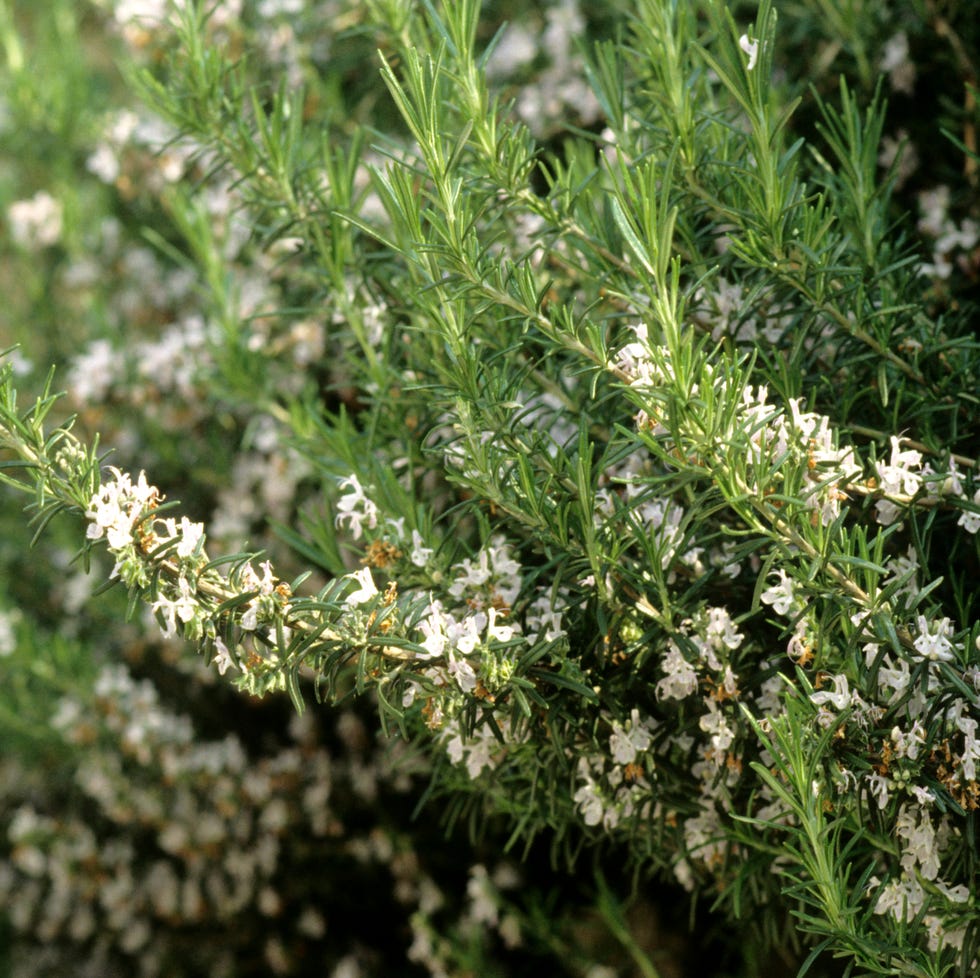 rosemary. (photo by: giovanni mereghetti/ucg/universal images group via getty images)