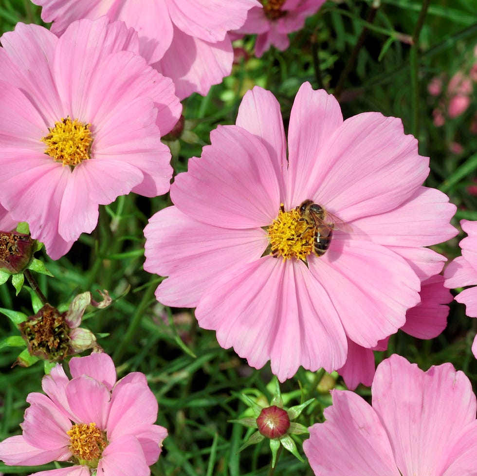 cosmos bipinnatus sonata pink. cosmea. (photo by: paroli galperti/reda/universal images group via getty images)