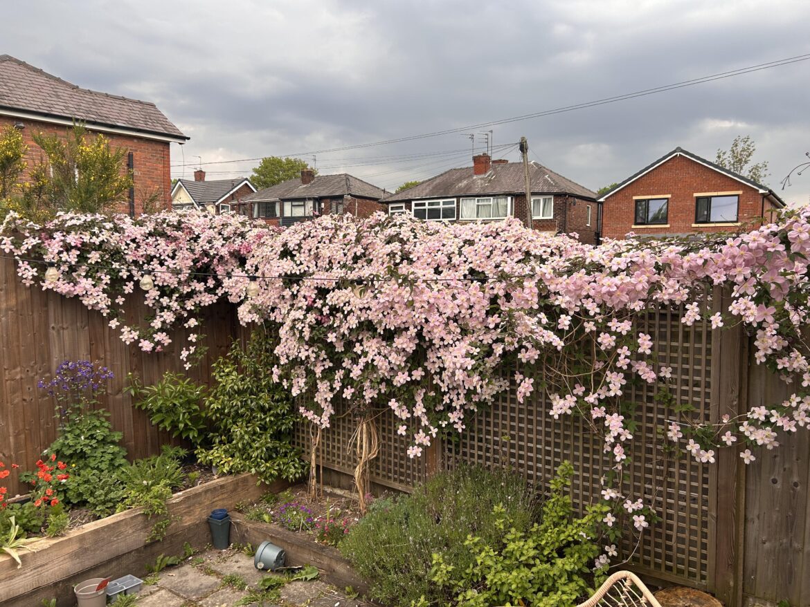 MCR Clematis