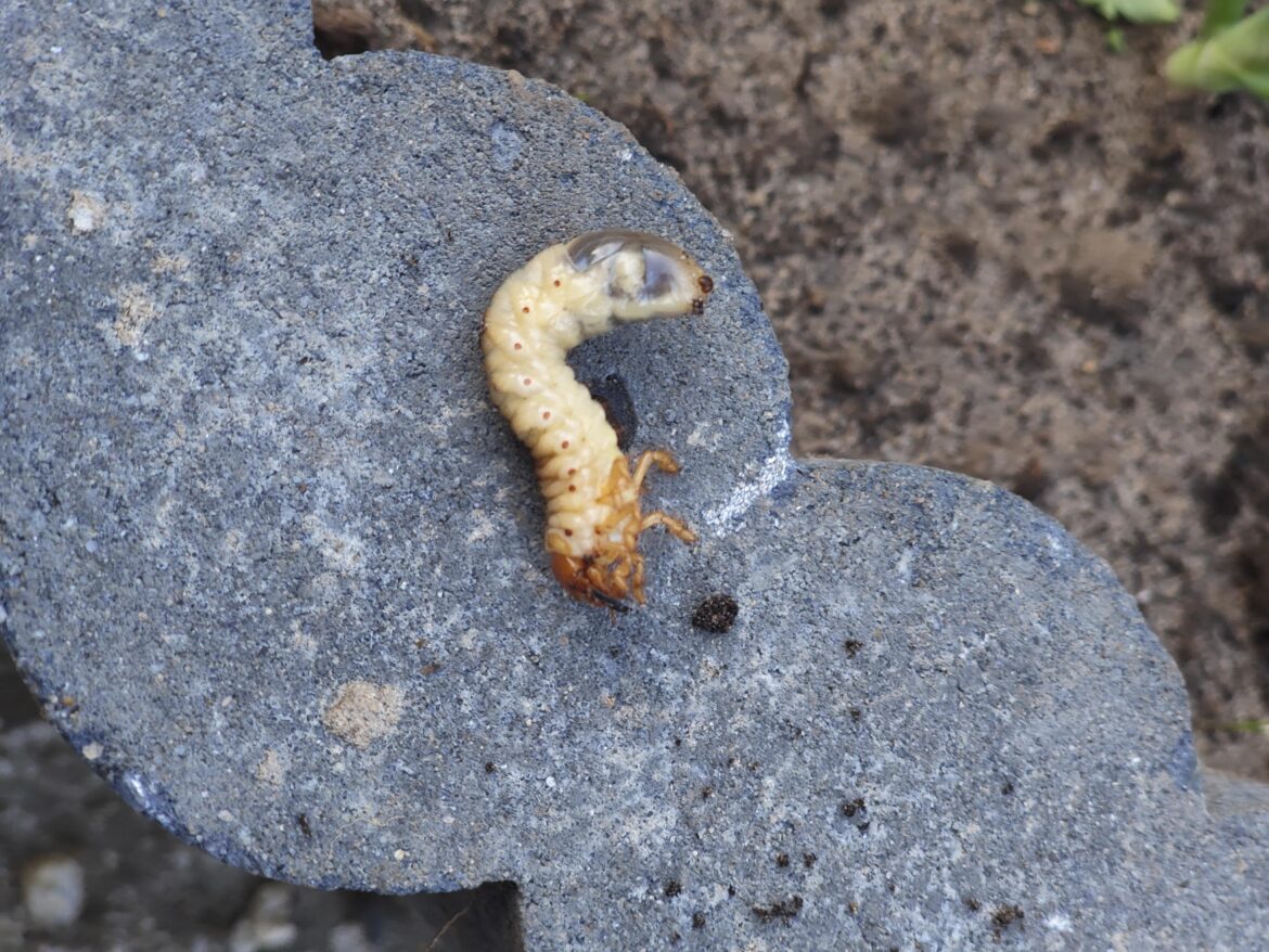 Larva in my greenhouse?? Larva in my greenhouse??
