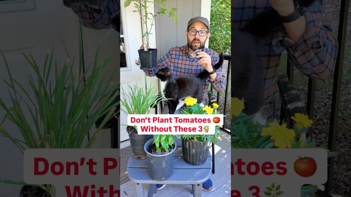 Don’t plant tomatoes without these 3 companions #Gardening #CompanionPlanting #growyourownfood  Don’t plant tomatoes without these 3 companions #Gardening #CompanionPlanting #growyourownfood 