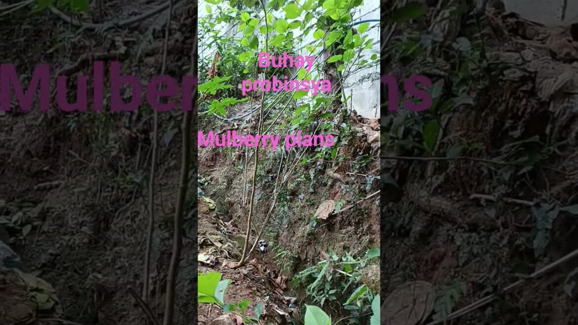 malaki ang tanim kung mulberry #buhayprobinsya plans fruits #mullberryplants#
