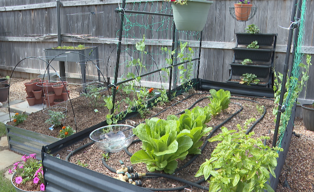 veg.png